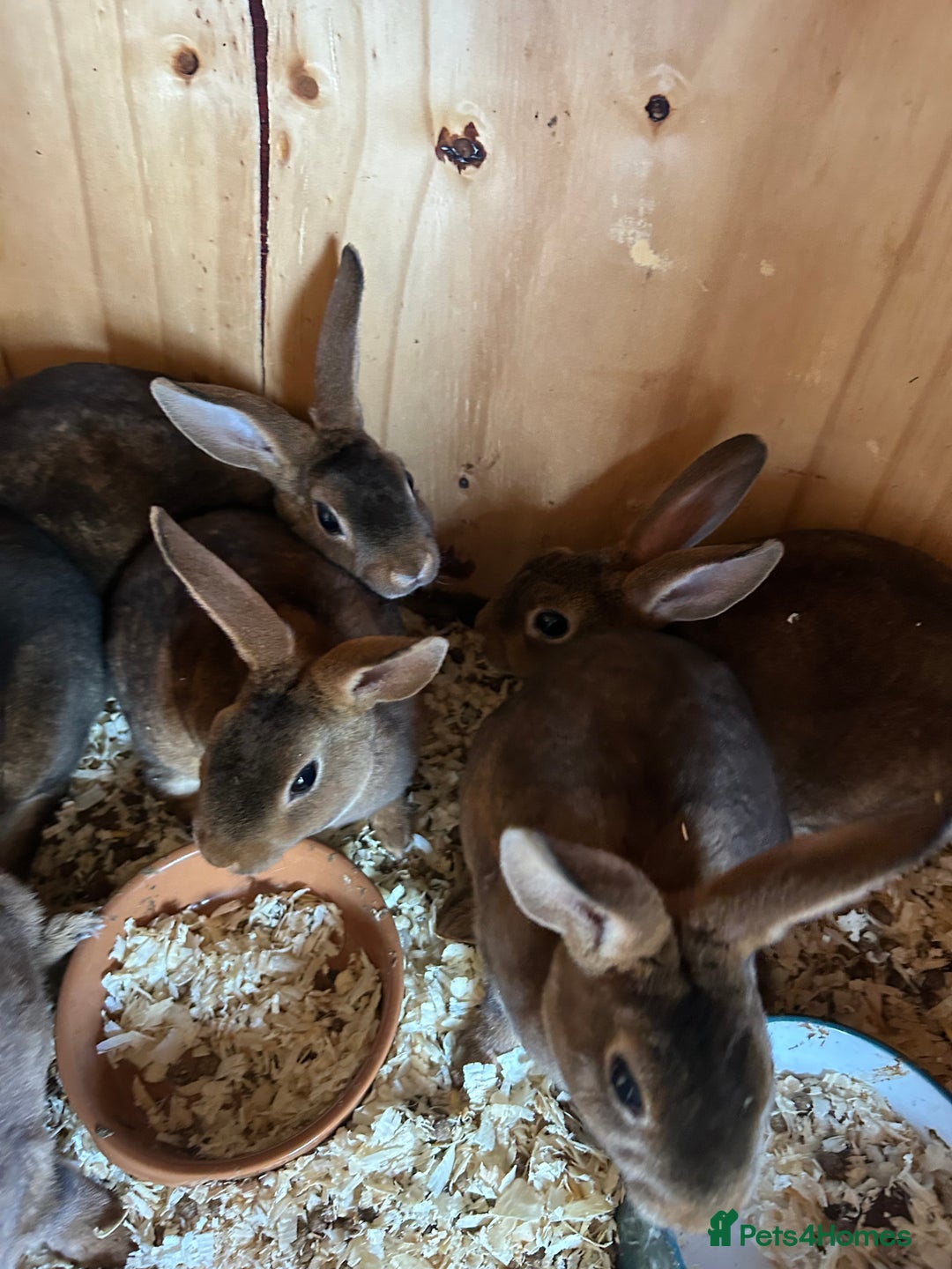 Rex rabbits for sale: Mini Caster rex - Image 10