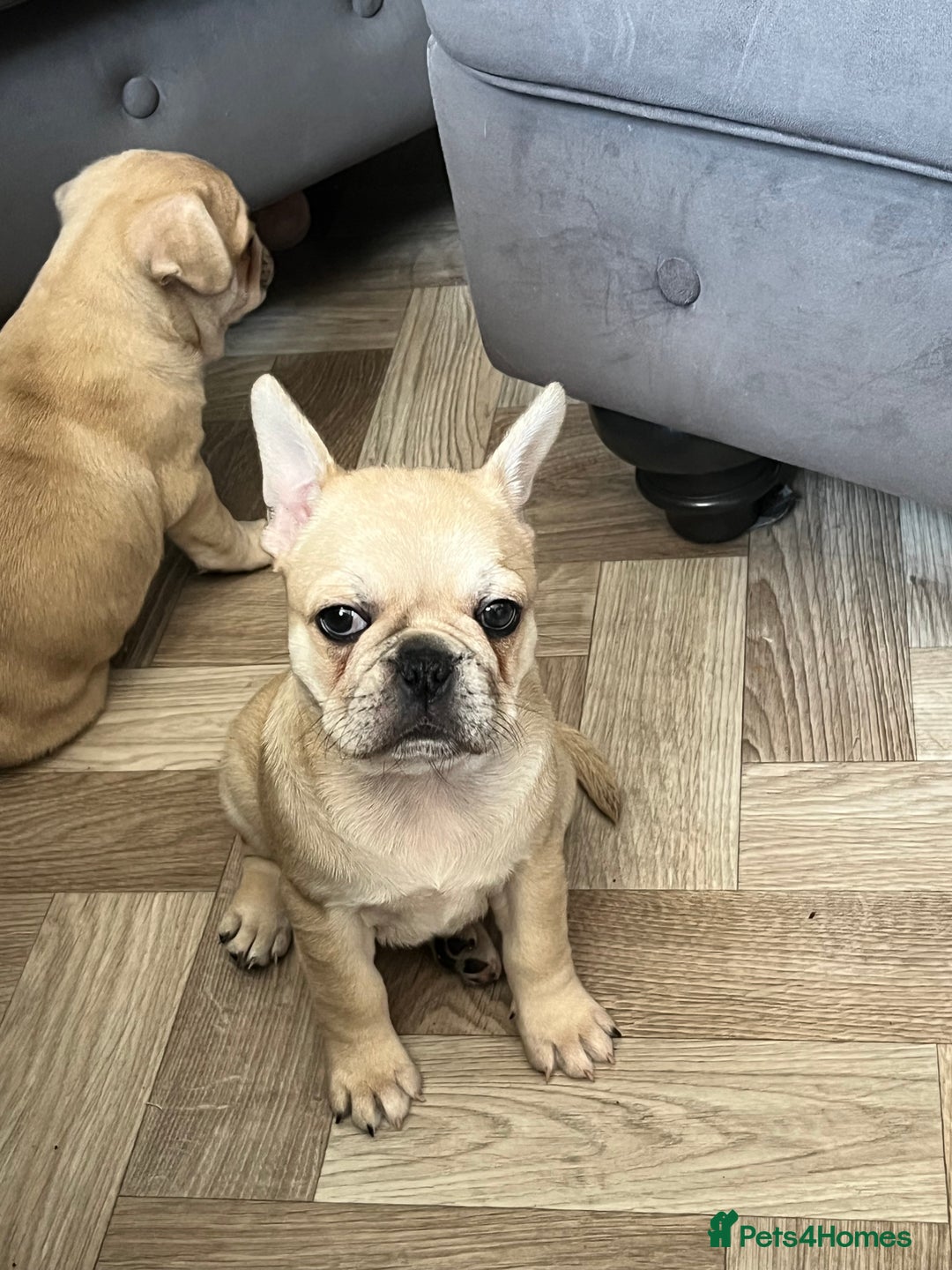 Frug dogs for sale: Girl frug ready to go to her forever home - Image 13