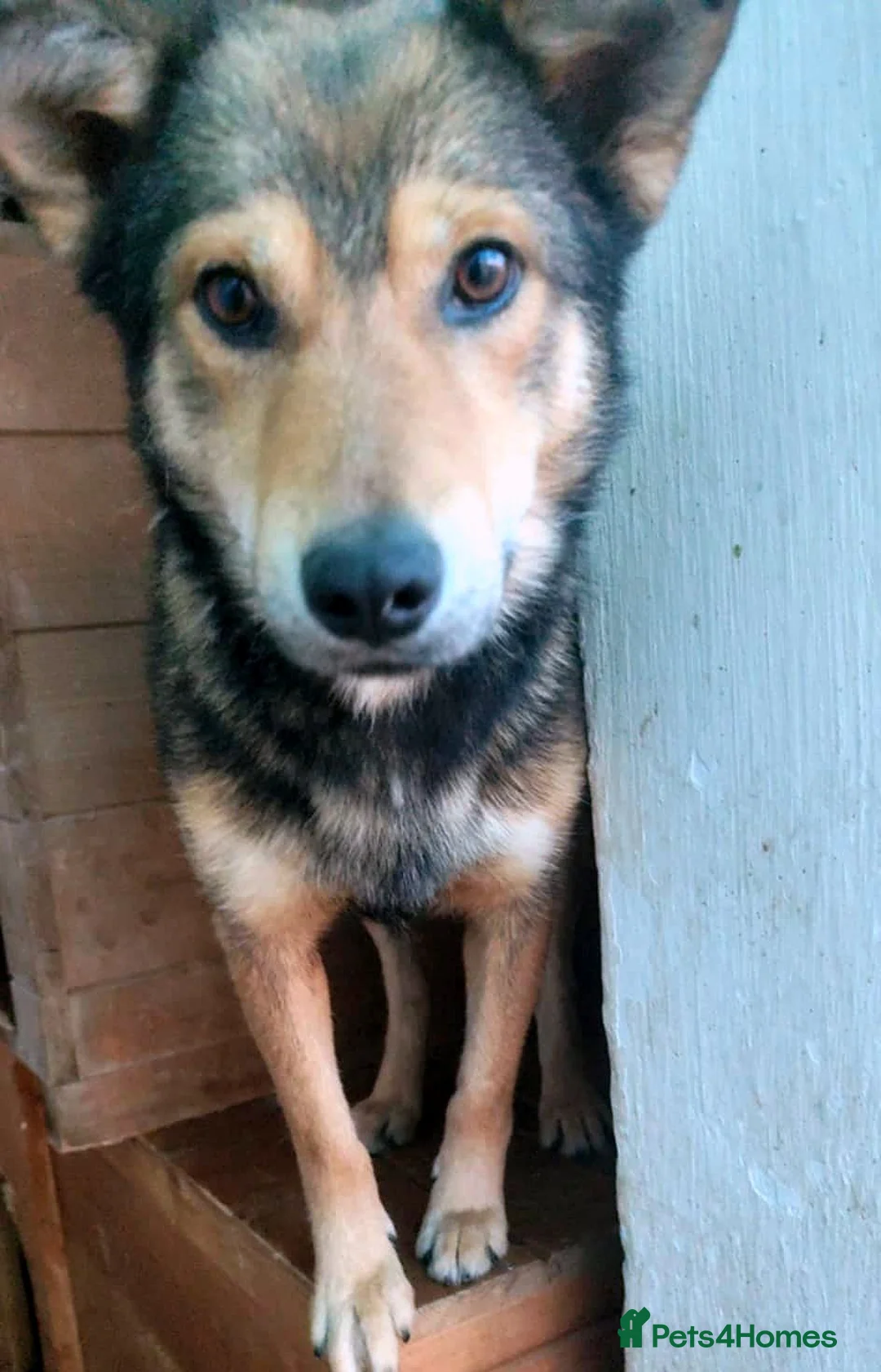 Mixed Breed dogs for adoption: 🐾 Meet Boaz. You’re going to love him 🤍🐾 - Advert 2