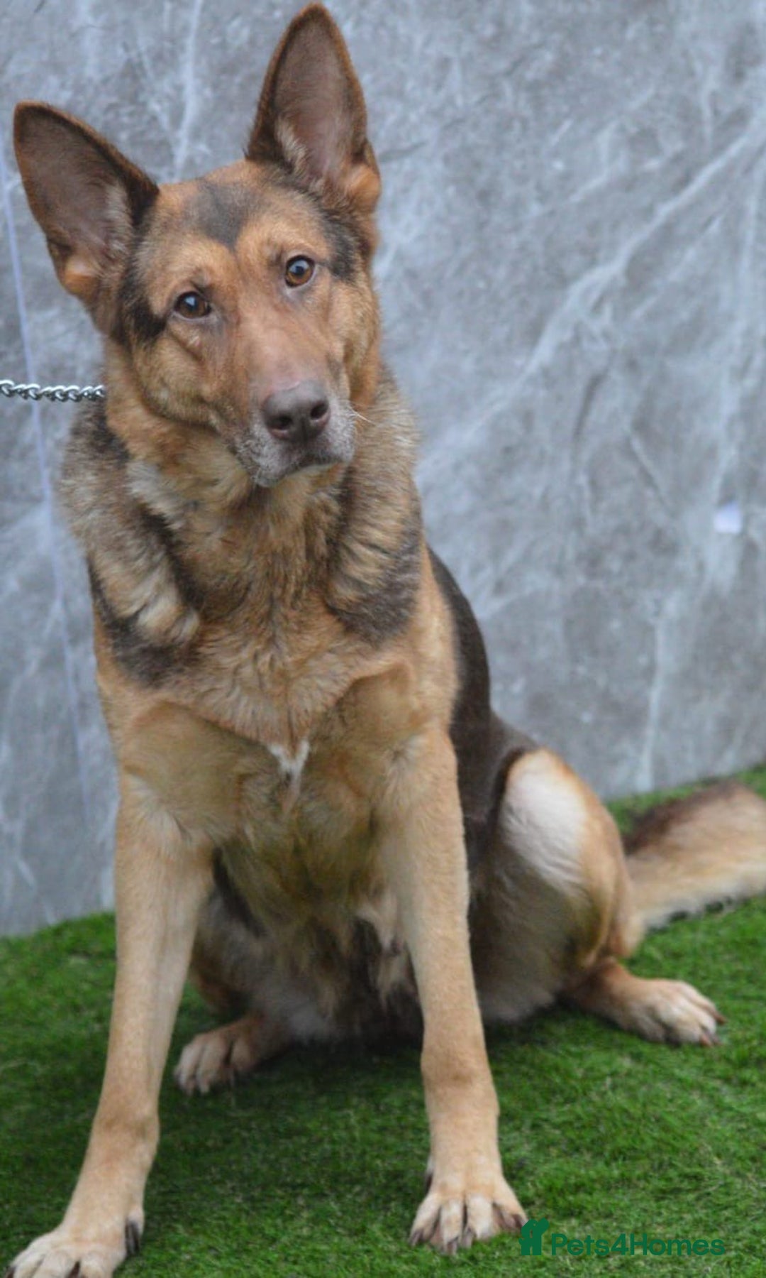 German Shepherd dogs for sale: KC Registered GSD Litter – 1 Male Available - Advert 18