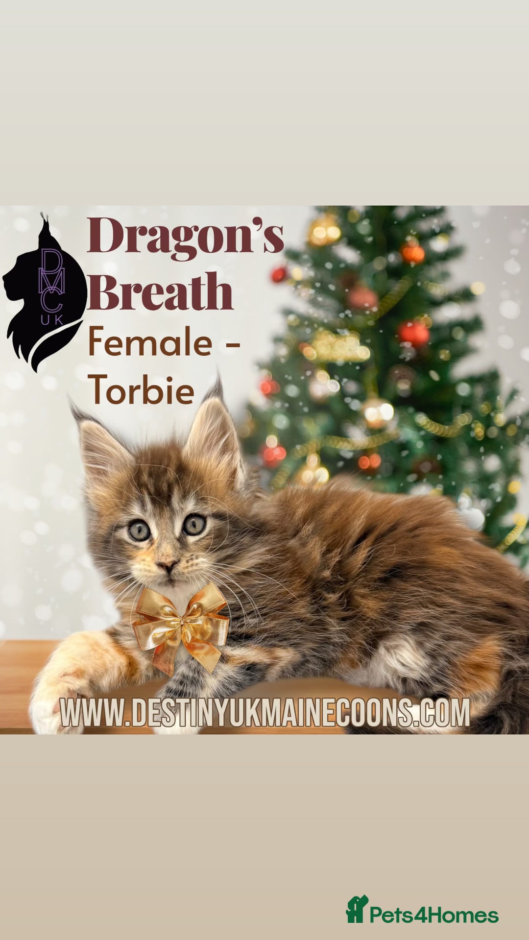 Maine Coon cats for sale: Ready for  22nd December - Advert 3