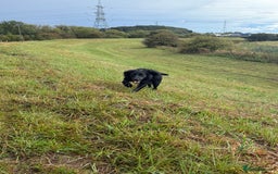 Cocker Spaniel dogs for sale: 3 year old Female Cocker Spaniel  - Image 3