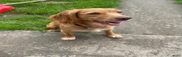 Cocker Spaniel dogs for sale: 11 month old cocker spaniel bitch in Durham - Advert 4