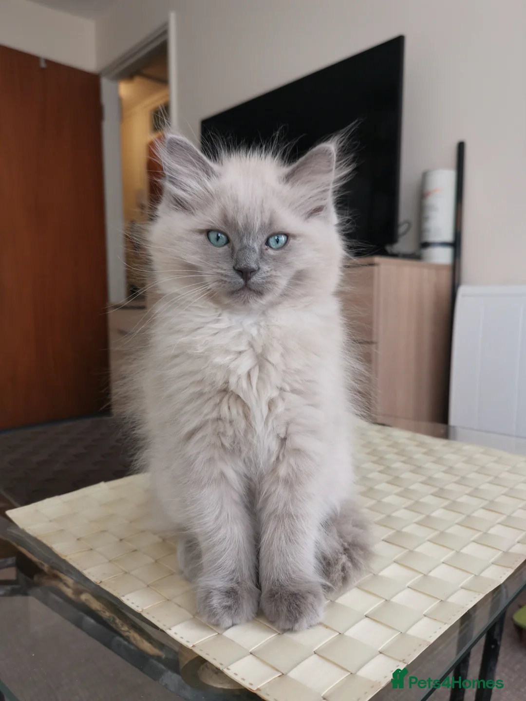 Ragdoll cats for sale: Stunning TICA Ragdoll Kittens - Mink, Sepia,  - Advert 1