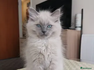 Ragdoll cats Stunning TICA Ragdoll Kittens - Mink, Sepia, - Advert 8