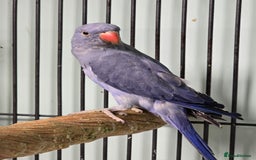 Ringnecks birds for sale: Beautiful Baby Ringnecks available now!!! - Image 2