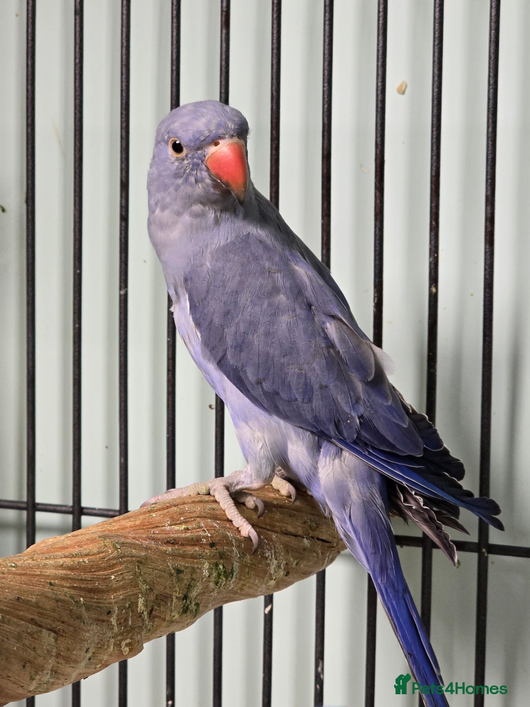 Ringnecks birds for sale: Beautiful Baby Ringnecks available now!!! - Image 2