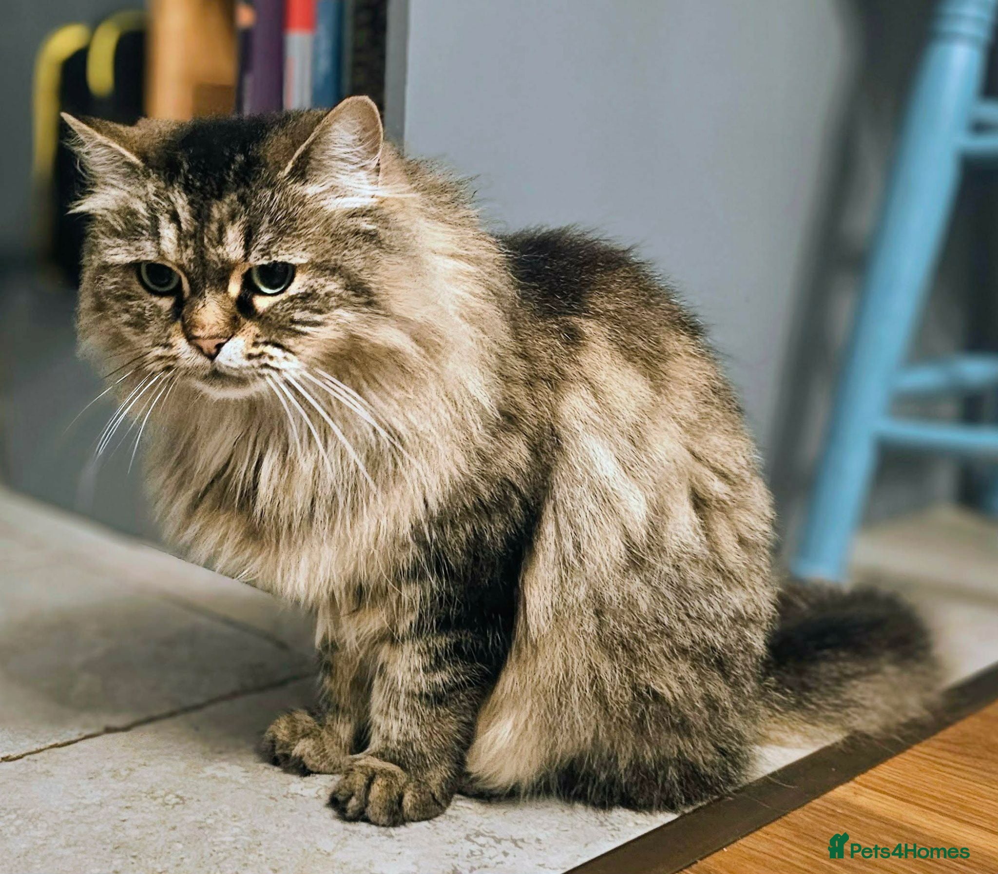 Mixed Breed cats A 5-year-old friendly female cat. - Advert 3