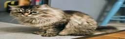 Mixed Breed cats for sale: A 5-year-old friendly female cat. - Advert 1