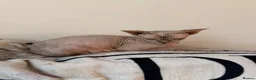 Sphynx cats for sale: GORGEOUS CREAM SPHYNX BOY - TICA - Advert 11