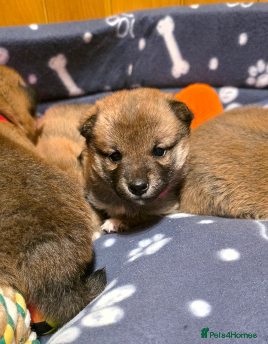 Japanese Shiba Inu dogs for sale: Healthy Kc reg Shiba babies - Advert 9