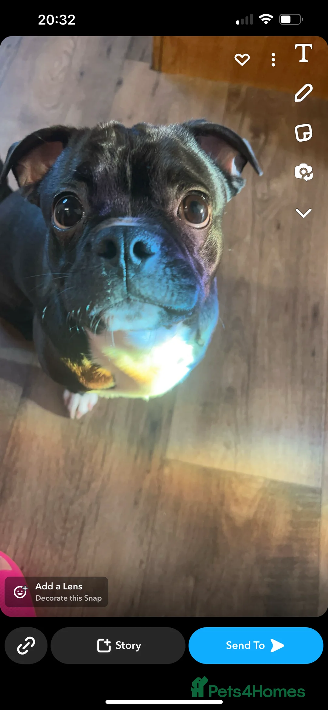 Pug dogs for sale: Milo needs an urgent home 🚨 - Advert 1