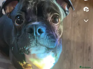 Pug dogs Milo needs an urgent home 🚨 - Advert 14