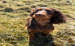Cocker Spaniel dogs for sale: Stunning KC Working Cocker Spaniel Puppies - Image 16