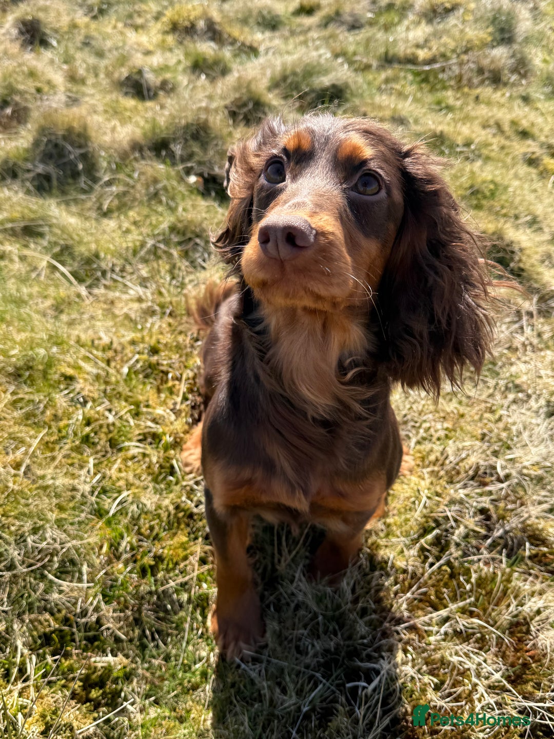 Cocker Spaniel dogs for sale: Stunning KC Working Cocker Spaniel Puppies - Image 16