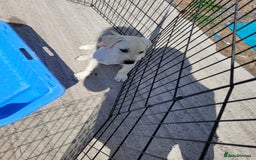 Labrador Retriever dogs for sale: Kc registered Labrador puppie ready to leave - Image 16