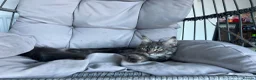 Maine Coon cats for sale: Blue Smoke Tabby Not Spayed  - Advert 6