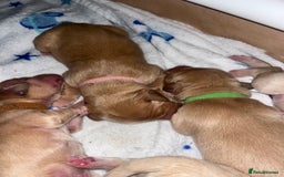 Golden Retriever dogs for sale: Pure bred Golden Retriever puppies - Image 24