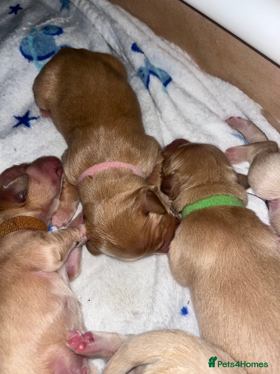 Golden Retriever dogs for sale: Pure bred Golden Retriever puppies - Image 24