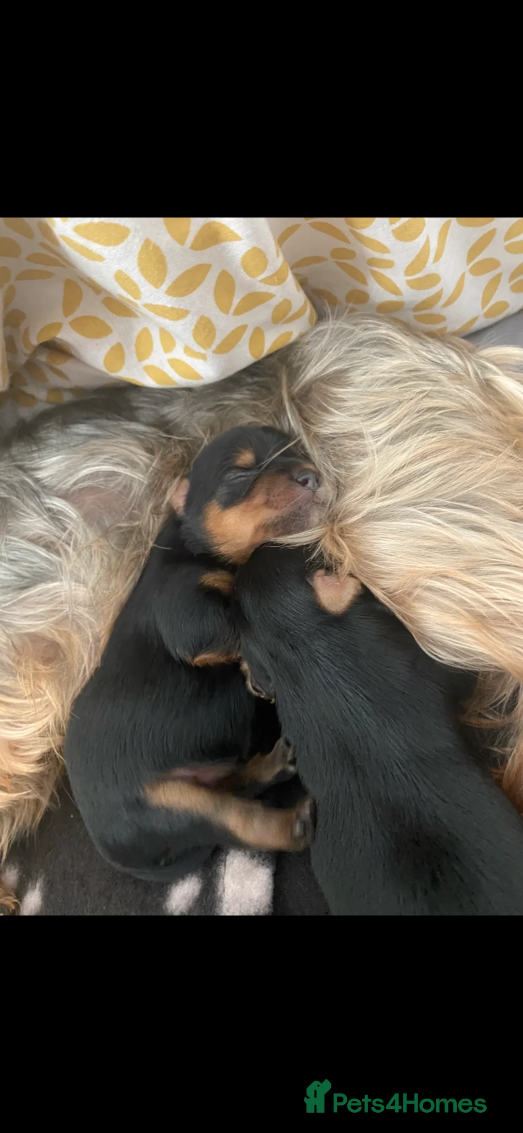 Yorkshire Terrier dogs for sale: 4 Stunning Minature Yorkshire terriers for sale  - Advert 2