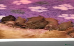Miniature Dachshund dogs for sale:  Cream long haired puppies available😍🐾 - Image 2