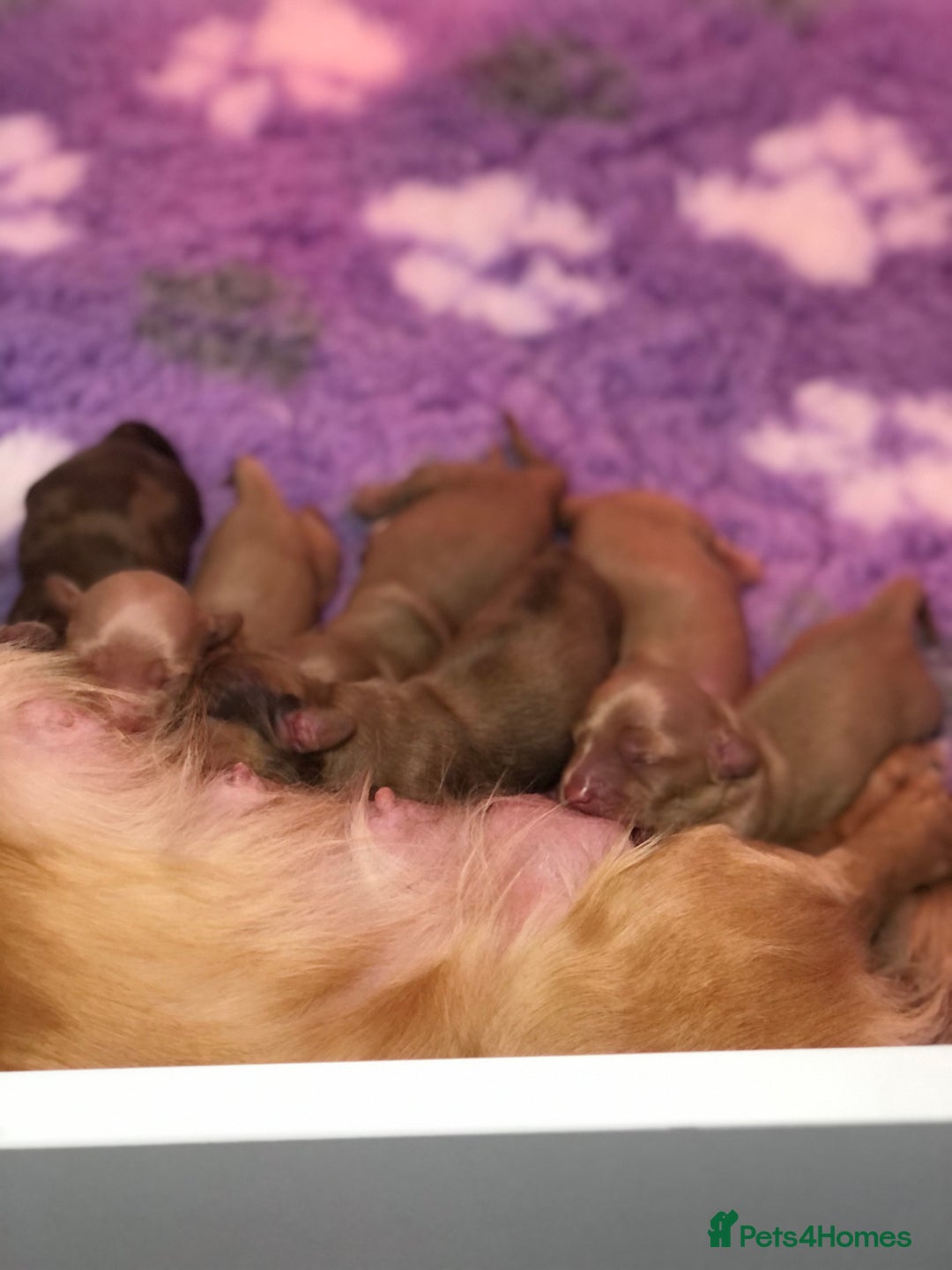 Miniature Dachshund dogs for sale:  Cream long haired puppies available😍🐾 - Image 2