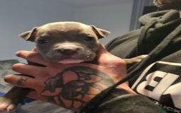 American Bully dogs for sale: Beautiful amarican pocket bullys  - Advert 5