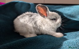 French Lop rabbits for sale: GIANT FRENCH LOPS - Image 4