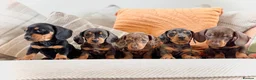 Dachshund dogs for sale: BEAUTIFUL KC REG & PRA CLEAR MINIS🩷💙 - Advert 10