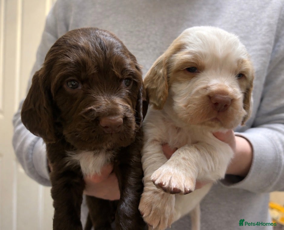 Cocker Spaniel dogs KC reg working cocker puppies  - Advert 1