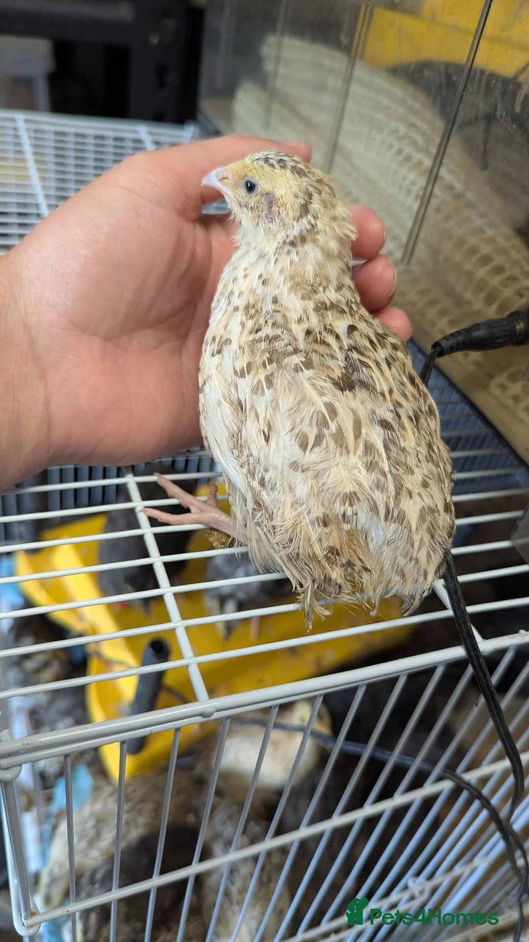 Quail poultry for sale: Quail chicks available  - Advert 3