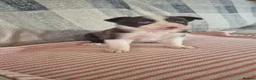 Border Collie dogs for sale: Border collie pups - Advert 3