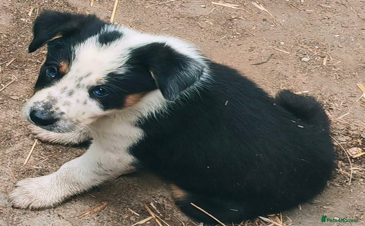 Border Collie dogs - Advert 1