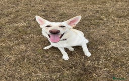 German Shepherd dogs for sale: Regina - Image 1