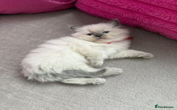 Ragdoll cats for sale: Ragdoll Kittens - Image 3