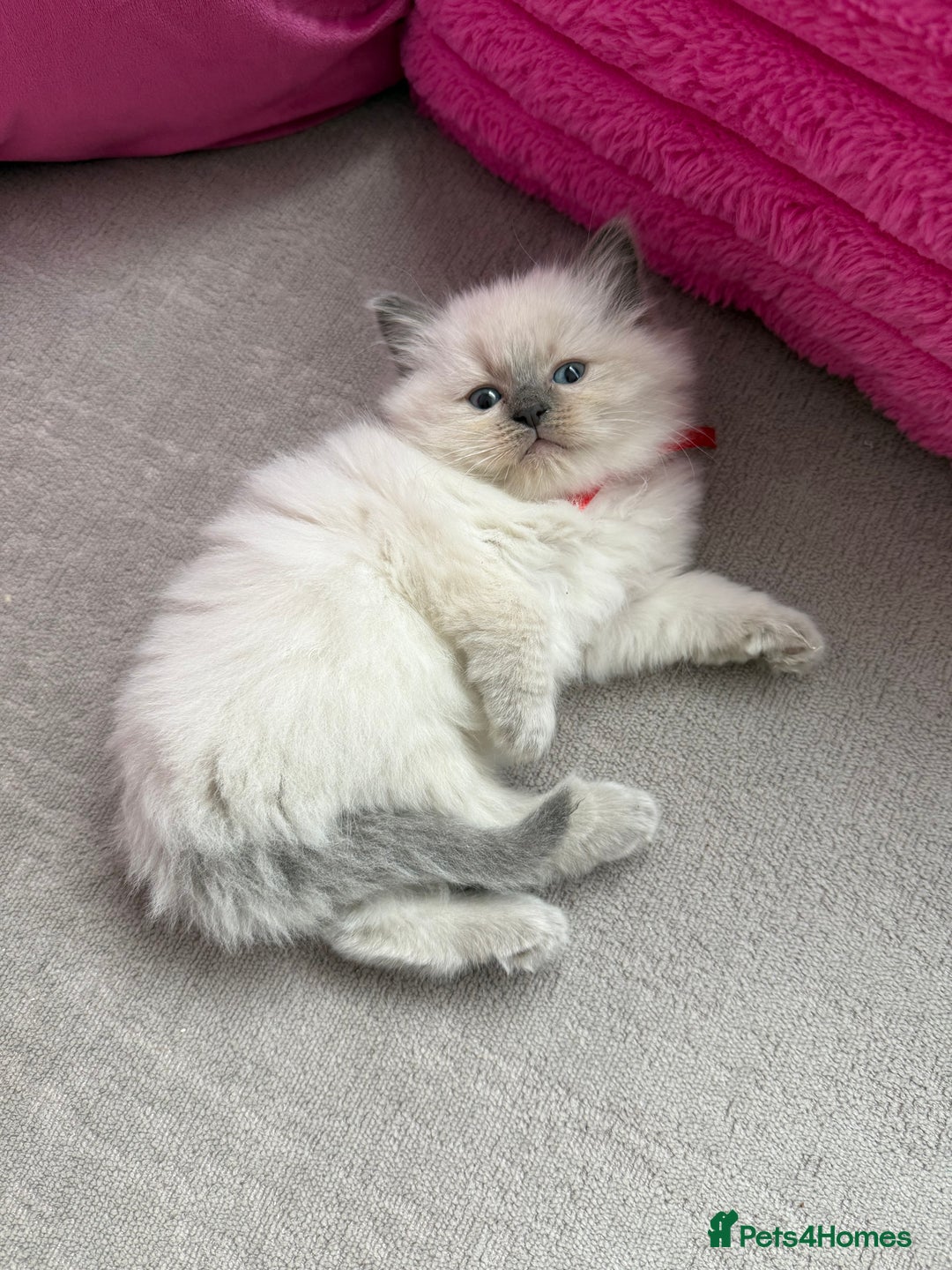 Ragdoll cats for sale: Ragdoll Kittens - Image 3