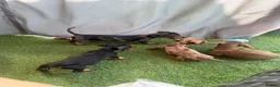 Miniature Dachshund dogs for sale: ⭐️Reduced⭐️6 beautiful miniature dachshund  - Advert 11