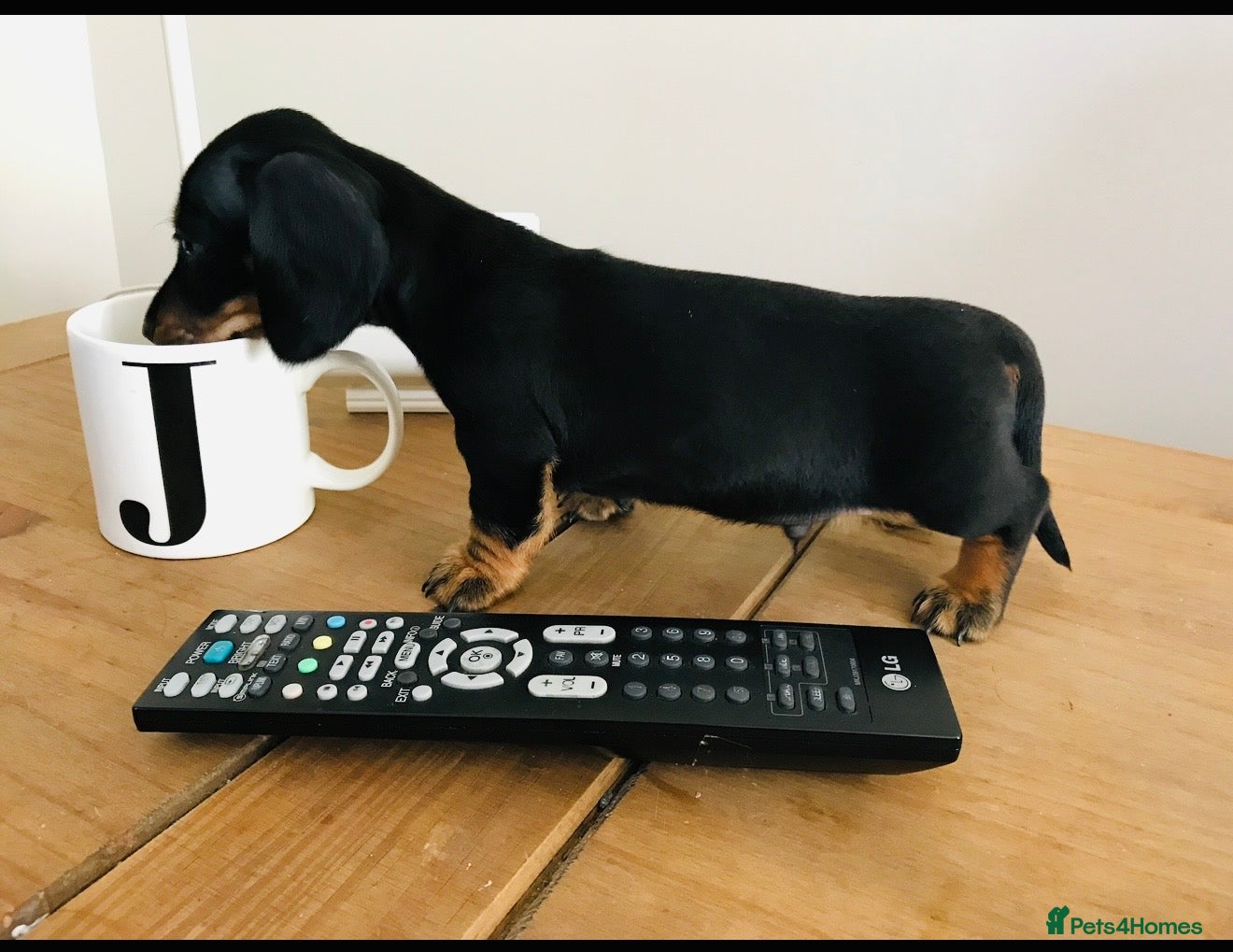 Miniature Dachshund dogs Miniature Dachshund BOY KC reg pra cord1 clear - Advert 11