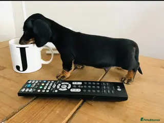 Miniature Dachshund dogs Miniature Dachshund BOY KC reg pra cord1 clear - Advert 11