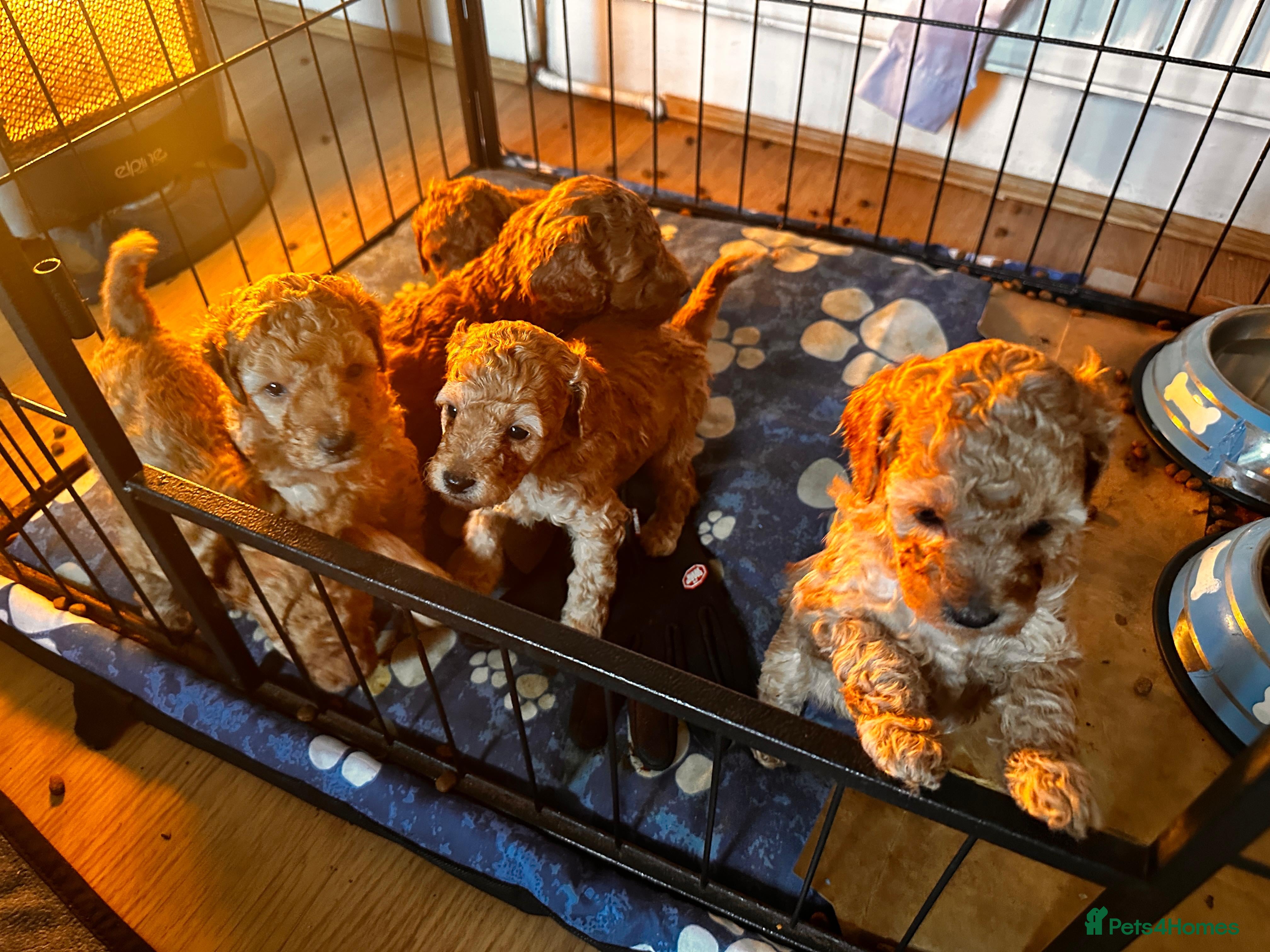 Toy Poodle dogs HIGH QUALITY KC REGISTERED RED TOY POODLES  - Advert 1