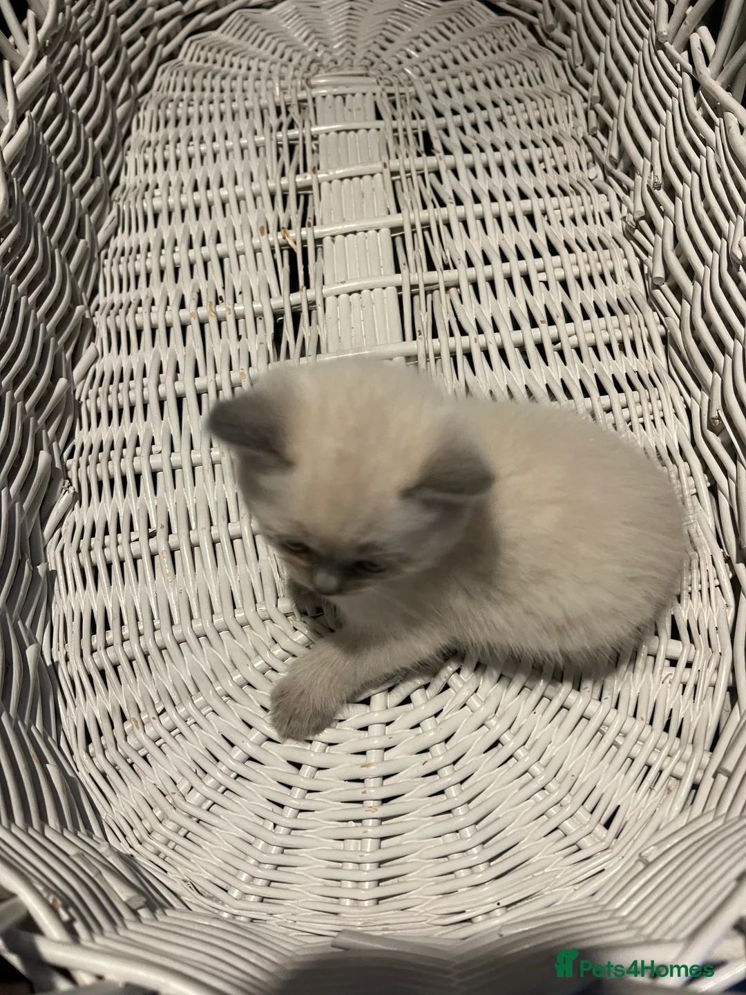 British Shorthair cats for sale: British short hair and Ragdoll Kittens  - Advert 2