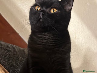 British Shorthair cats - Advert 27