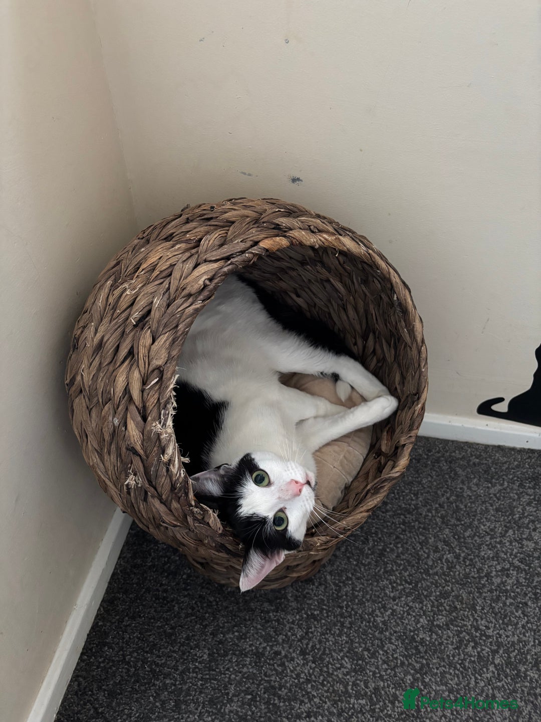 Mixed Breed cats for sale: Female cat - free to good home  - Image 1