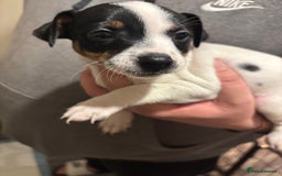 Jack Russell dogs for sale: Beautiful Jack Russell puppies  - Advert 11