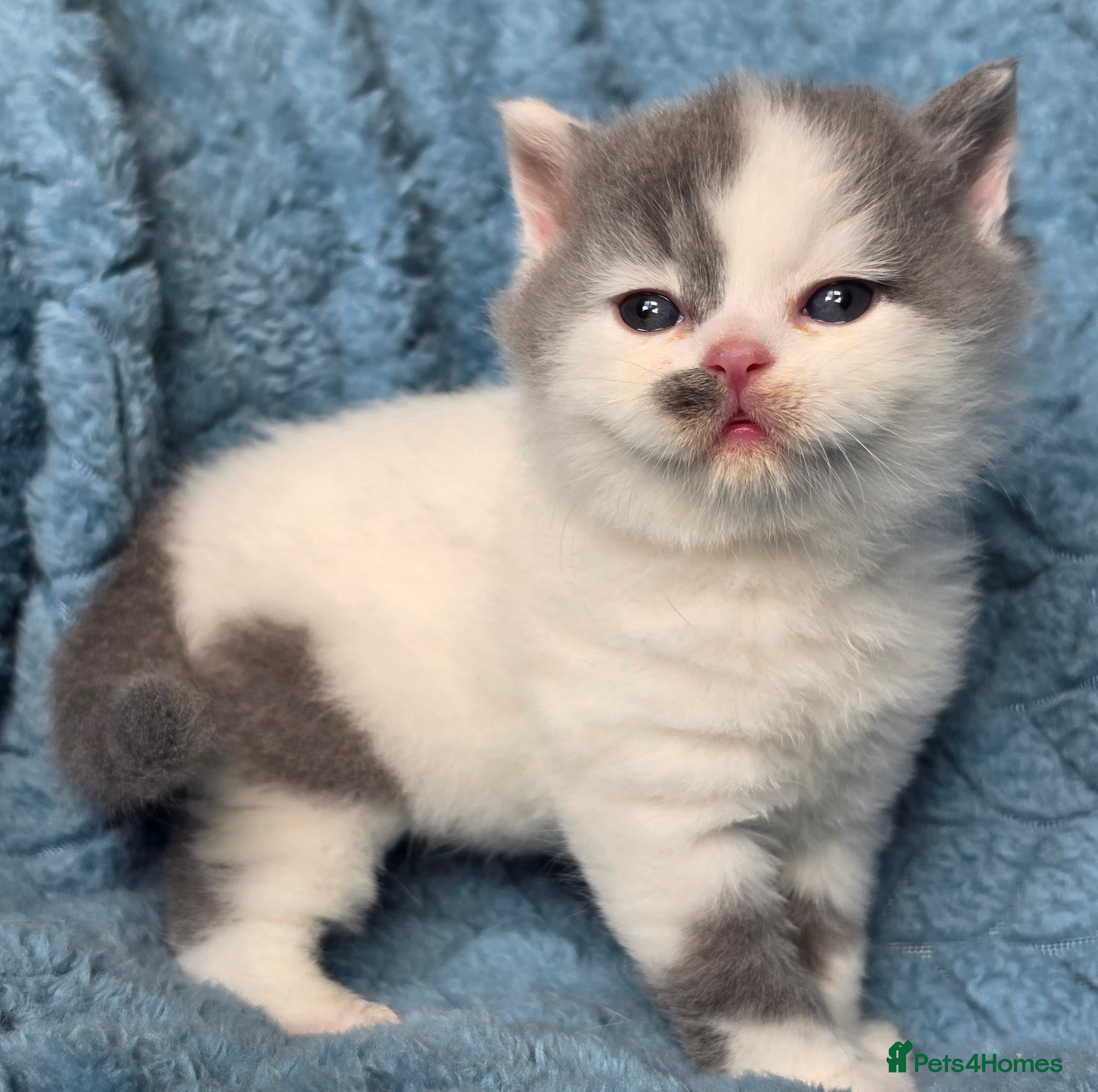 British Shorthair cats BSH and BLH TICA registered kittens - Advert 17