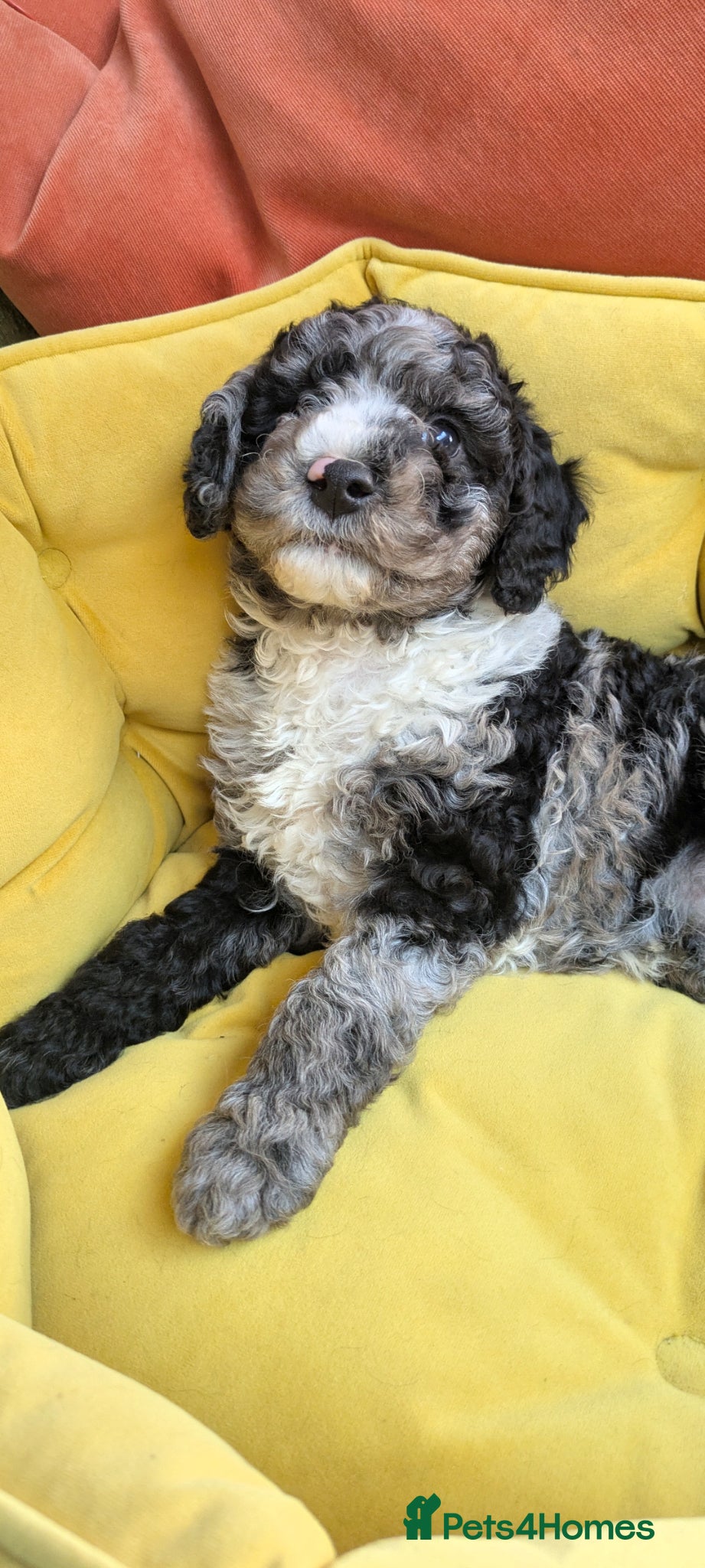 Miniature Poodle dogs for sale: Miniature Poodle Puppies (Blue Merl & Black) - Advert 1