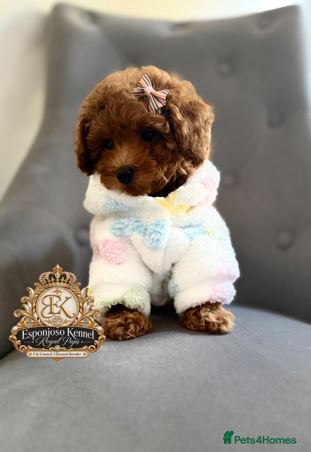 Toy Poodle dogs 1 Last girl 🏡5⭐ Licensed ESPONJOSO Toy Poodle👑 - Advert 6