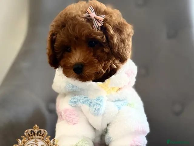 Toy Poodle dogs for sale: 1 Last girl 🏡5⭐ Licensed ESPONJOSO Toy Poodle👑 - Advert 4