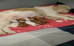 Mixed Breed dogs for sale: Beautiful female available ready to leave 1st nov - Image 3