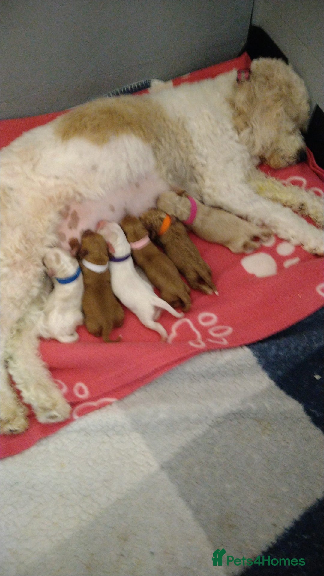 Mixed Breed dogs for sale: Beautiful female available ready to leave 1st nov - Image 3